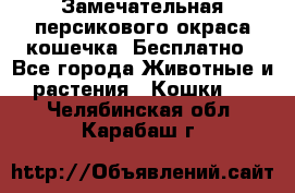 Замечательная персикового окраса кошечка. Бесплатно - Все города Животные и растения » Кошки   . Челябинская обл.,Карабаш г.